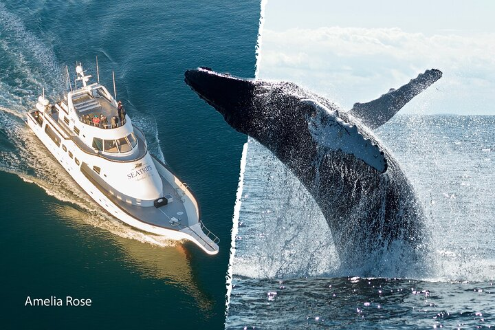 Whale Watching Cruise on a Yacht in Reykjavik  - Photo 1 of 21