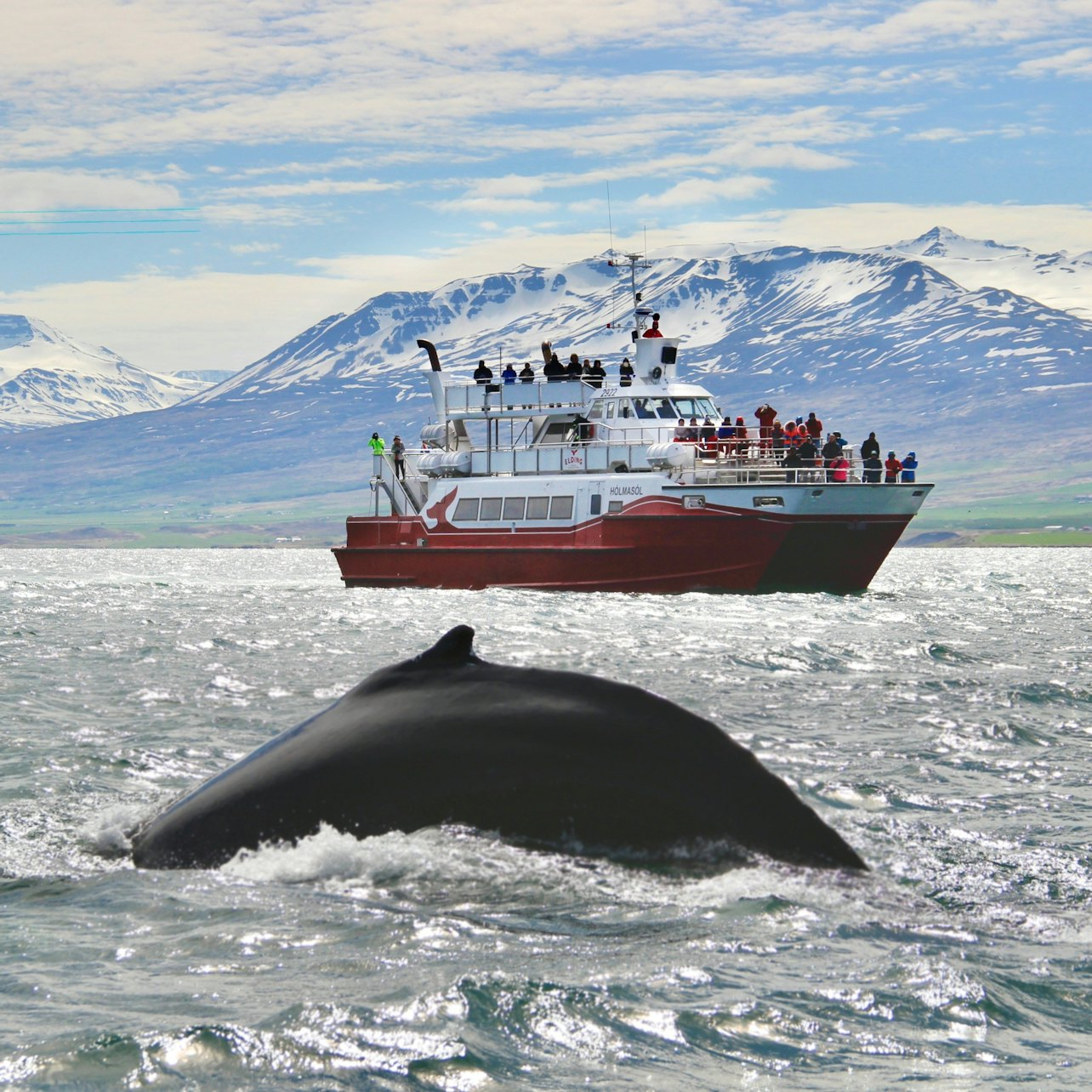 Whale Watching from Akureyri - Photo 1 of 4