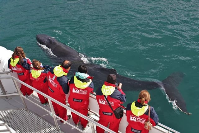 Humpback Whale