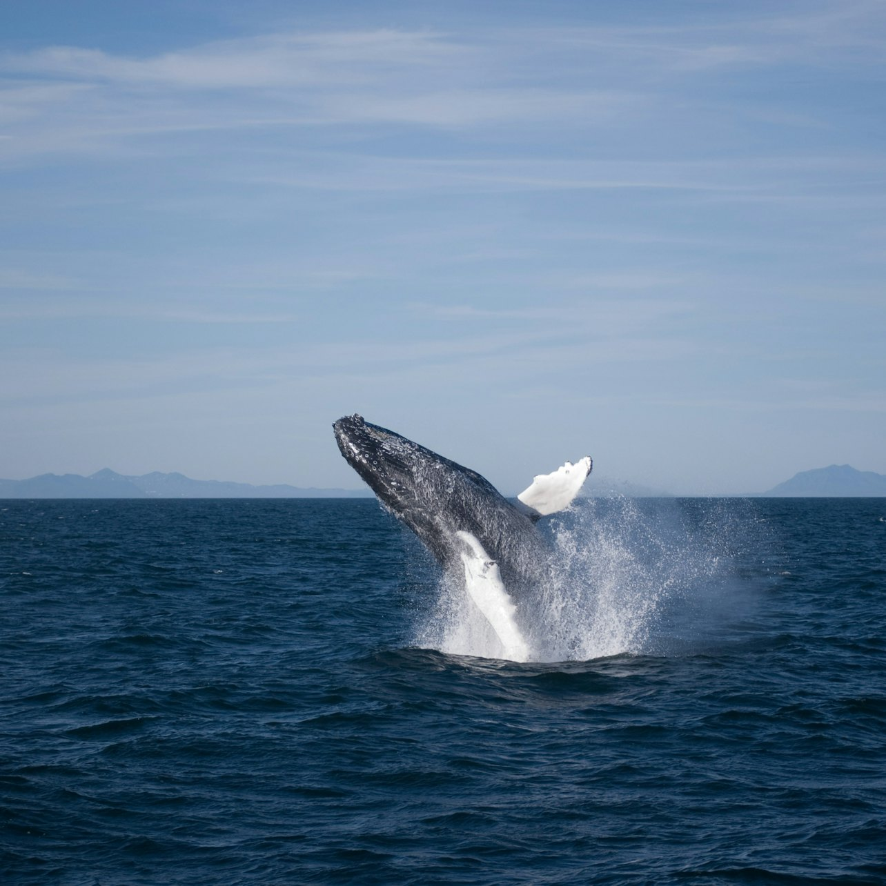 Whale Watching from Reykjavik - Photo 1 of 7