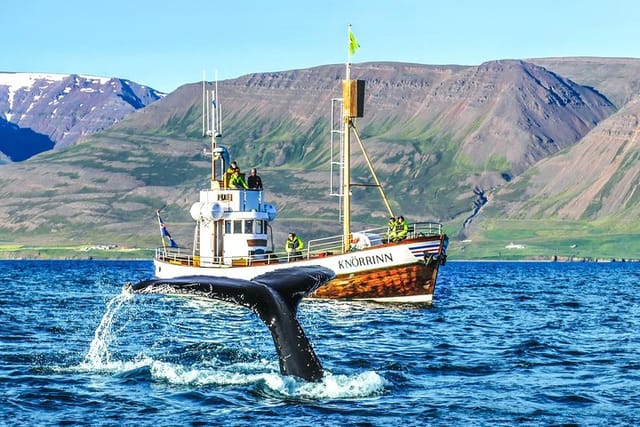 Whale Watching Hjalteyri