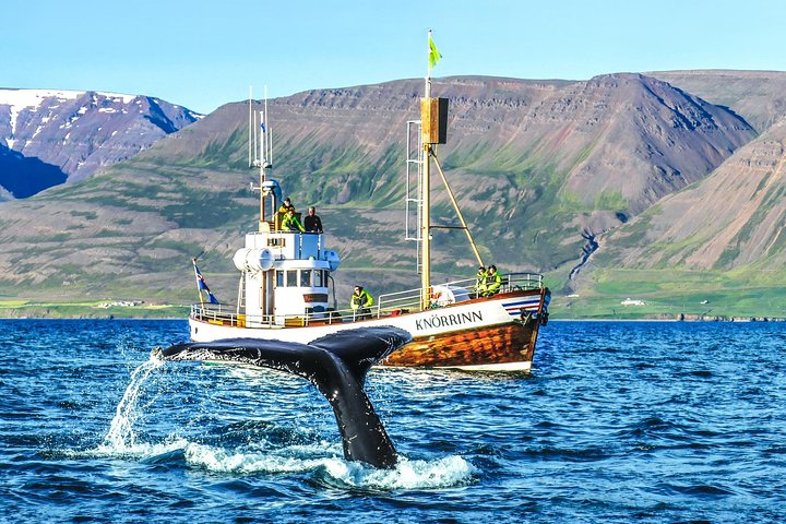 Whale Watching Hjalteyri