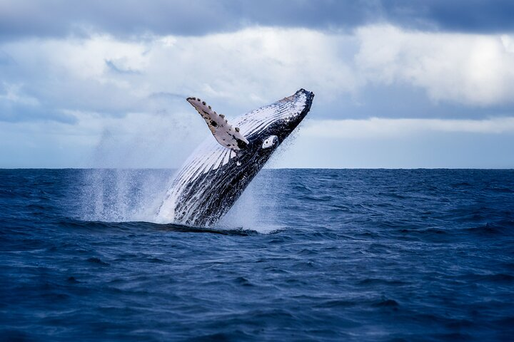 Whale Watching Tour from Akureyri City Central - Photo 1 of 5