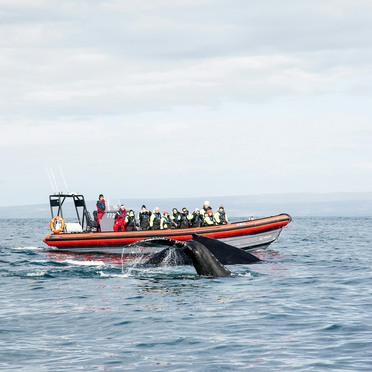 Whales and Puffins Rib Speedboat Tour - Photo 1 of 6