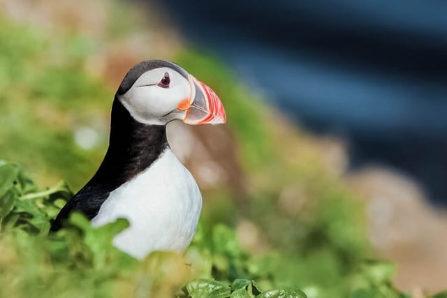 Atlantic puffin. 