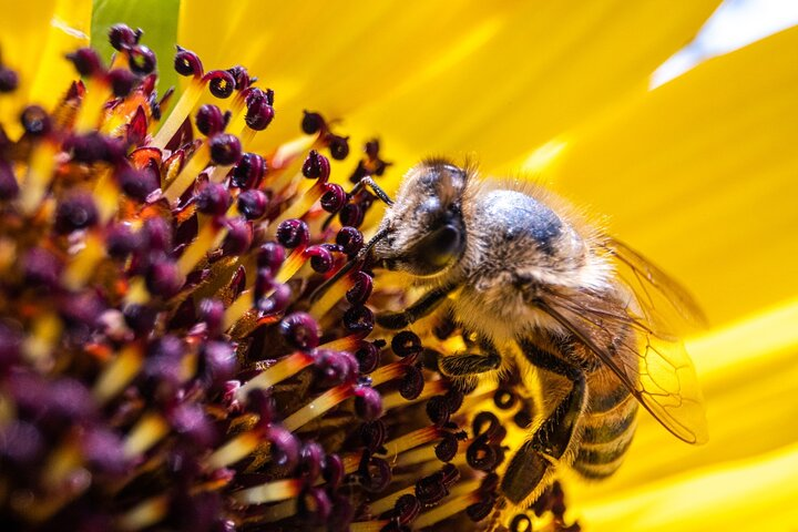 2-Hour Private Guided Activity Discovering Bees in Volterra - Photo 1 of 12