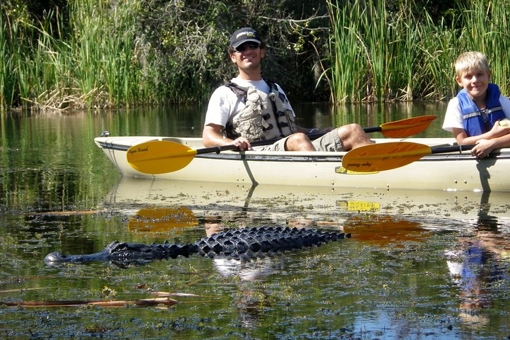 Mangrove Tunnel Kayak Eco Tour - Private or Shared