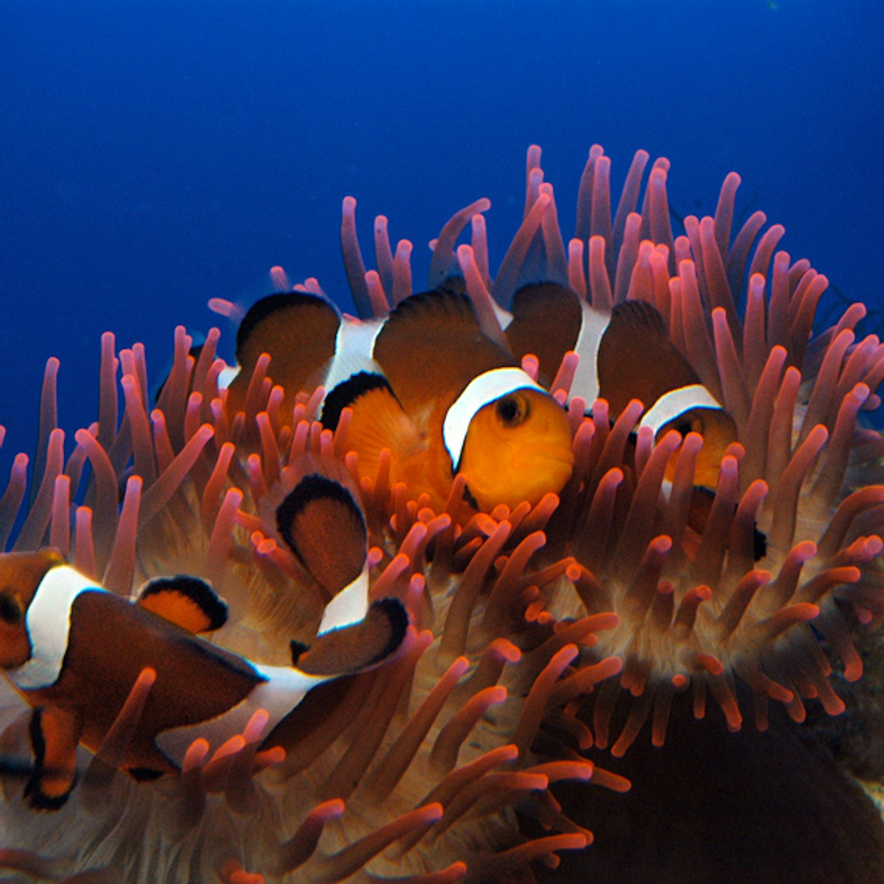 Aquarium of Genoa & Lighthouse - Photo 1 of 5