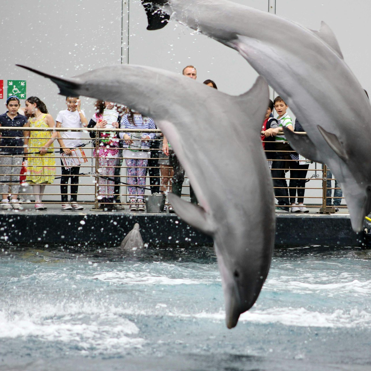 Aquarium of Genoa with Lunch - Photo 1 of 7