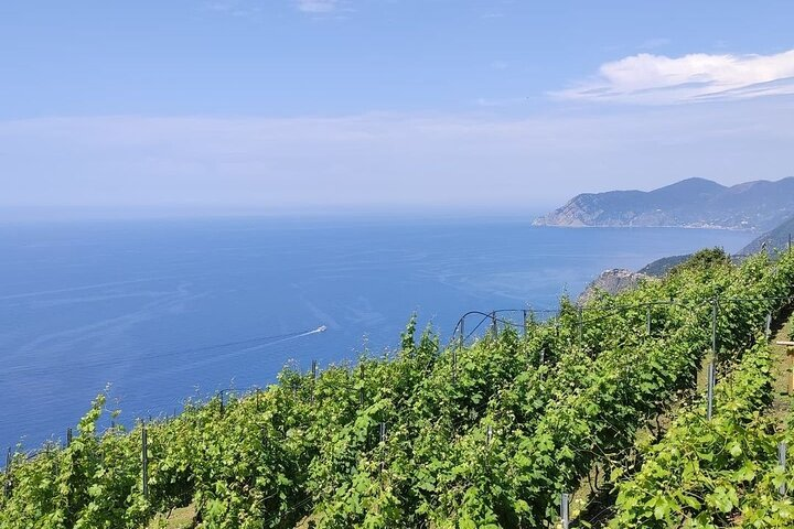 BarCa Winery Cinqueterre Tour with Wine Tasting & Pesto Class - Photo 1 of 5