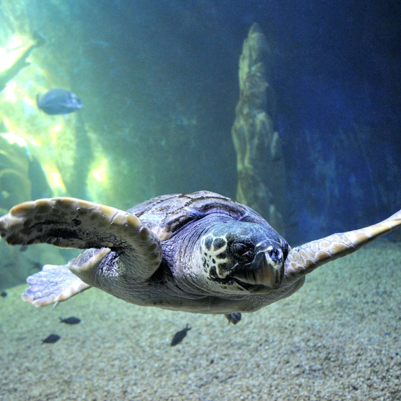 Cala Gonone Aquarium (Acquario di Cala Gonone) Tickets - Photo 1 of 5