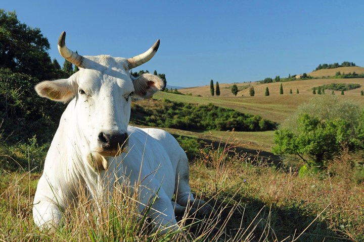 Chianina cattle Tour  - Photo 1 of 3