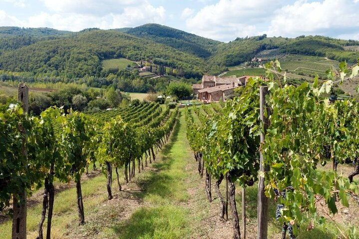  Chianti from Florence:PRIVATE Wine, Olive Oil Tasting in the Tuscan countryside - Photo 1 of 11