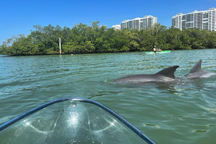 Clear Kayak Guided Tours in Naples - Photo 1 of 10