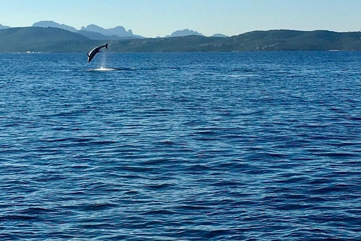 Dolphin Watching Tour - from Golfo Aranci - Photo 1 of 6