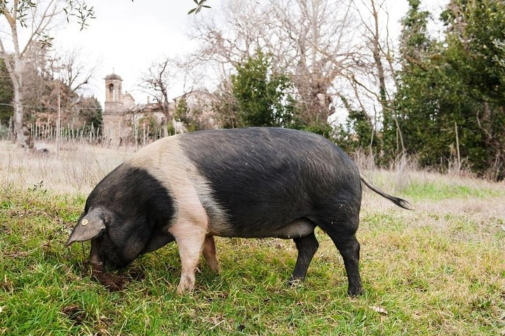 Farm Tour: the Cinta Senese Tuscan pig  - Photo 1 of 3