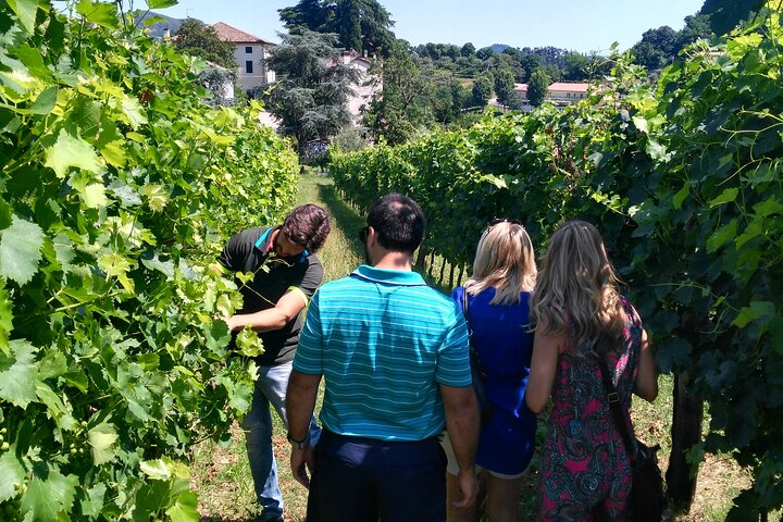 From Padua, Wine Tour in the Euganean Hills - Photo 1 of 15