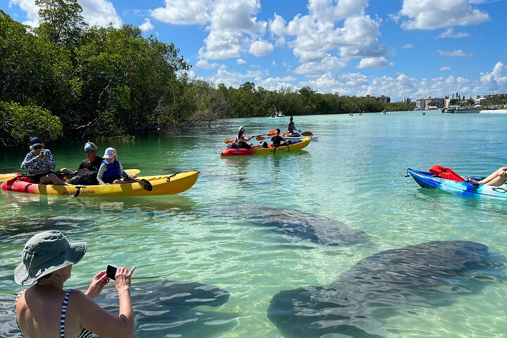 Manatees hanging out on Big Hickory Island 