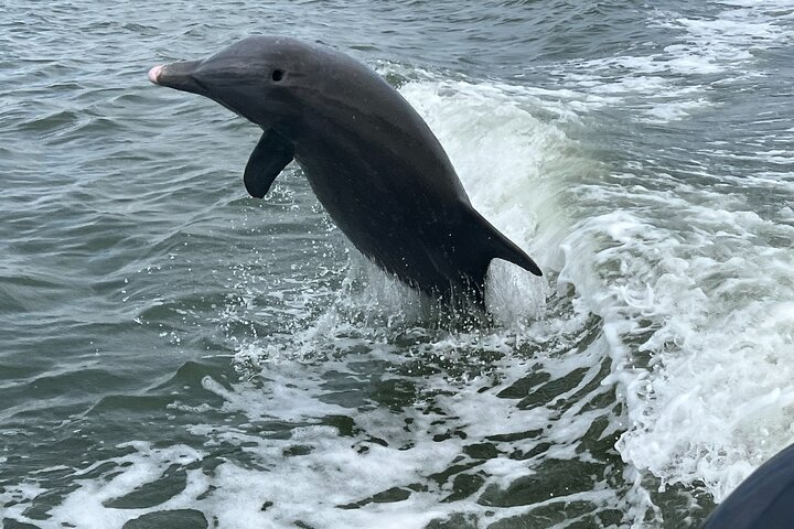 Half Day Shelling Dolphin Eco Tour in 10 000 Island and Marco  - Photo 1 of 12