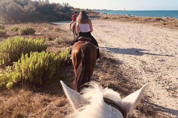 Horse ride in a Salento Nature Reserve with transfer from Lecce - Photo 1 of 7