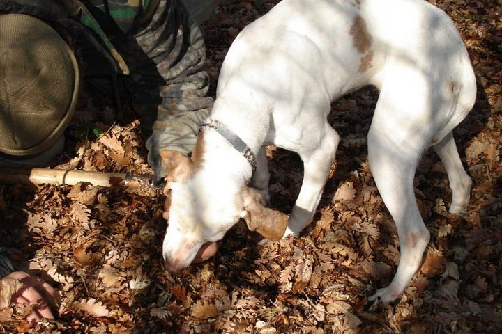 Truffle Hunter and His Dog