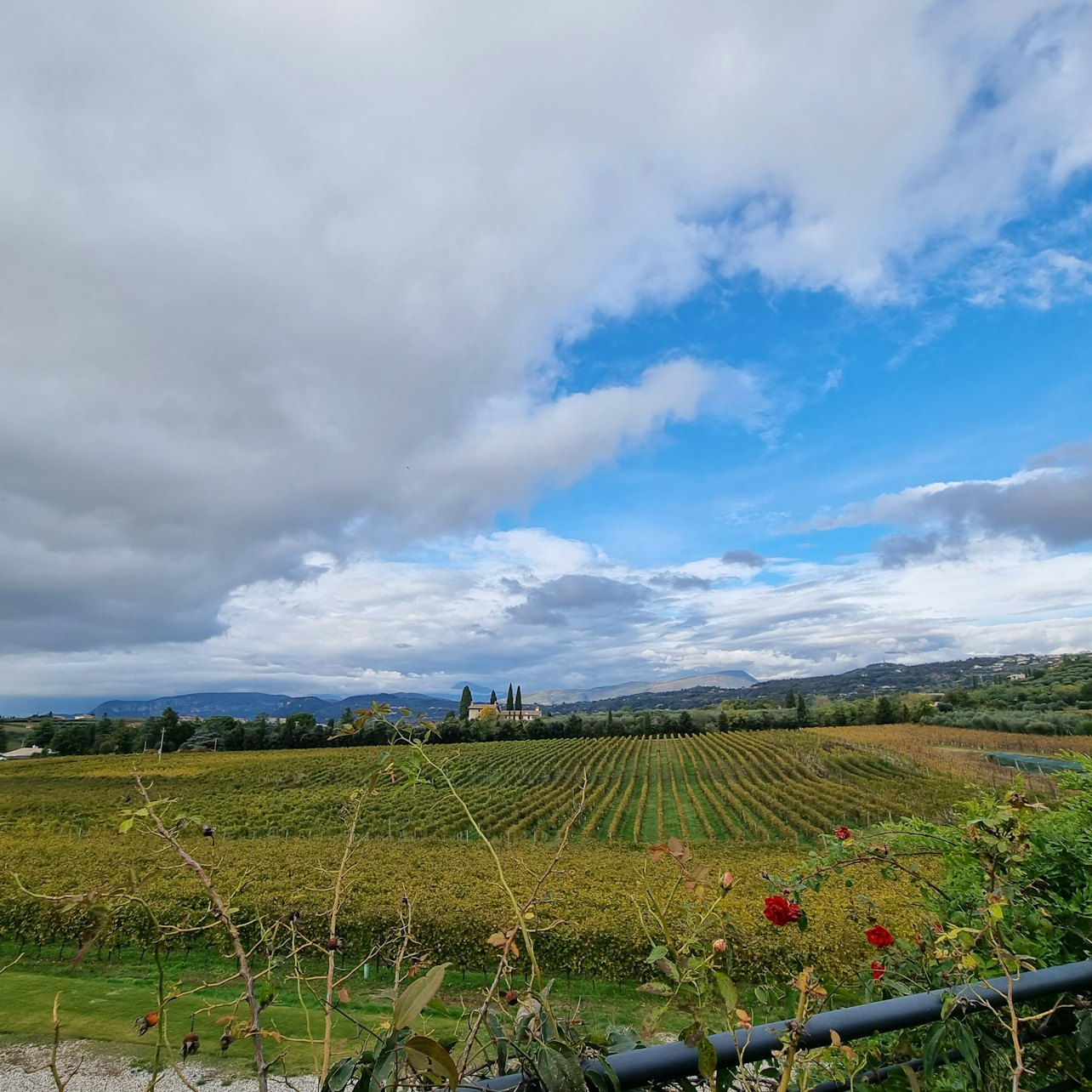 Lake Garda: Wine Tasting + Bardolino Vineyard Tour - Photo 1 of 13