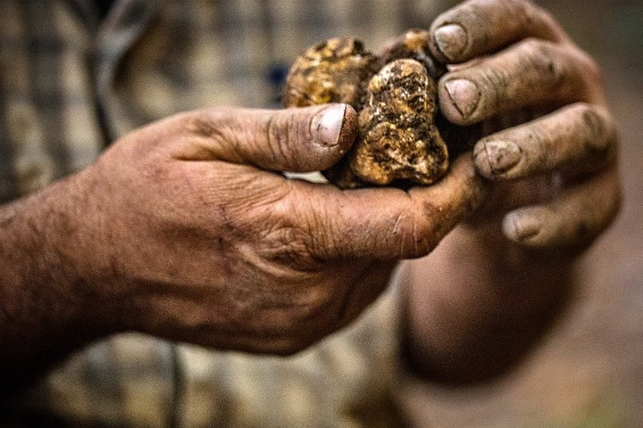 Langhe Truffle hunting Experience - Photo 1 of 21