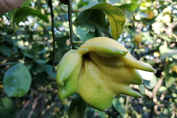 Lemon and olive oil in Sorrento Coast - Photo 1 of 7