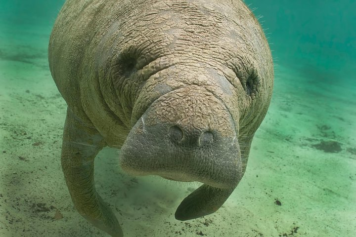 Cute Manatee