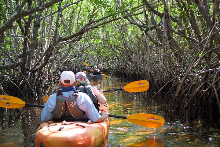 Endless Mangrove Tunnels
