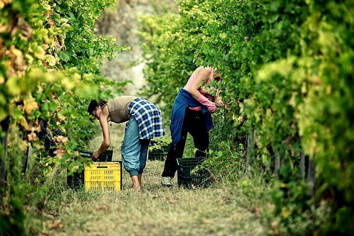 Picnic in the Vineyard on the Slopes of Vesuvius - Photo 1 of 7