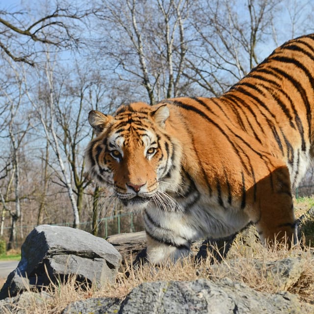 Pombia Safari Park: Entry Ticket - Photo 1 of 3