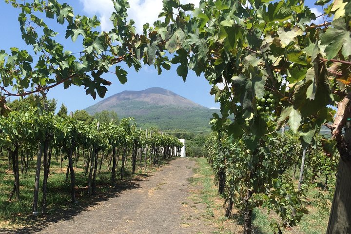 Private Guided Wine Tasting Experience in Vesuvius with Lunch - Photo 1 of 16