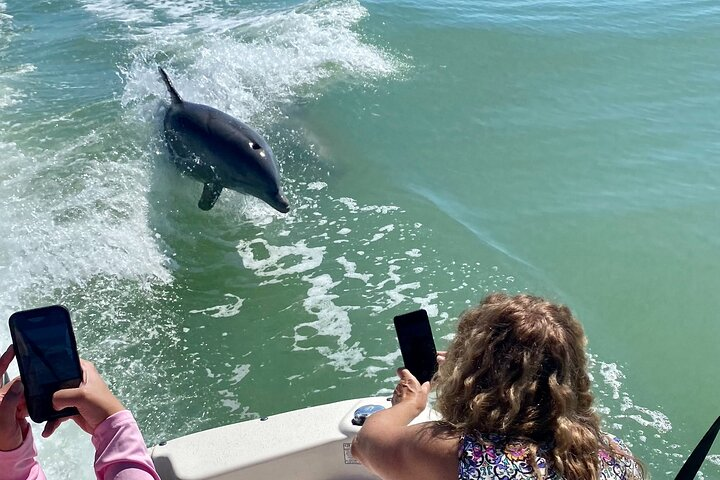 Dolphins like to play too! 