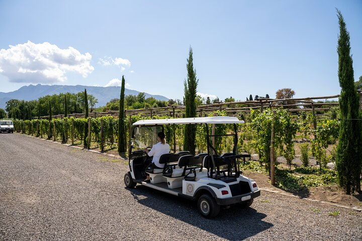 Seafood Lunch with Wine Tasting & Tour on a golf cart - Photo 1 of 5