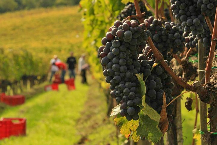 Brunello of Montalcino Harvest