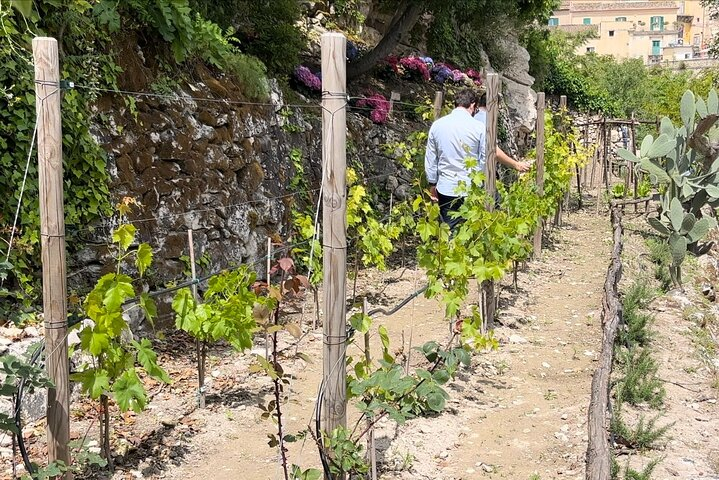 Tour in the heady scents of our garden in Ragusa - Photo 1 of 9