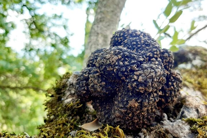 Truffle Hunting Experience in Assisi - Photo 1 of 14