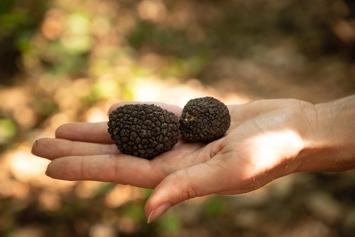 Truffle Picking Experience with 3 Course Lunch in Chianti hills - Photo 1 of 8