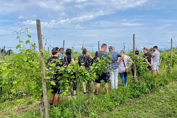 Wine Tasting and Tour of Lugana Wines in Sirmione - Photo 1 of 11