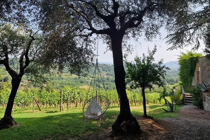 Wine Tour in the Countryside of Lucca with Lunch - with Minivan - Photo 1 of 6