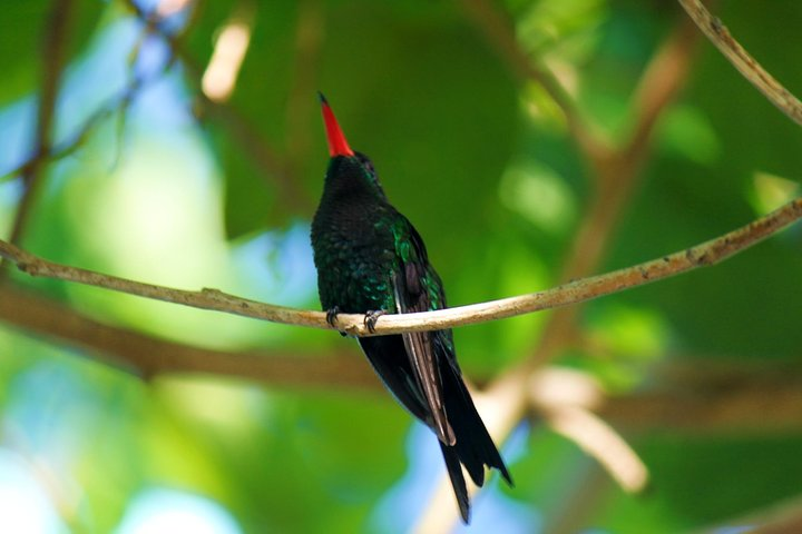 Bird Feeding Sanctuary