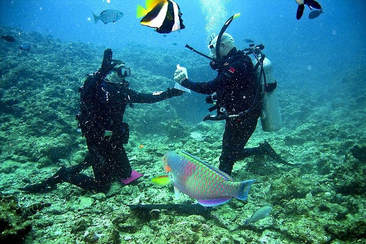 Falmouth Shore Excursion: 2-Tank Certified Scuba Diving Tour - Photo 1 of 3