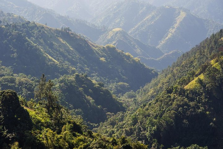 Lush Vegetation