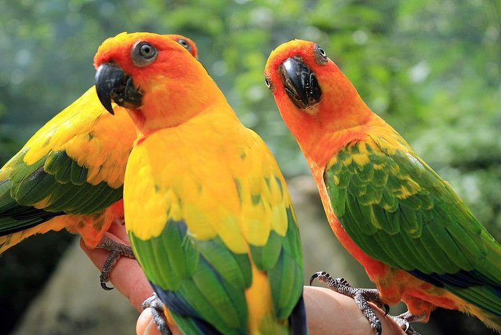 Courtney Taylor Tours Birds