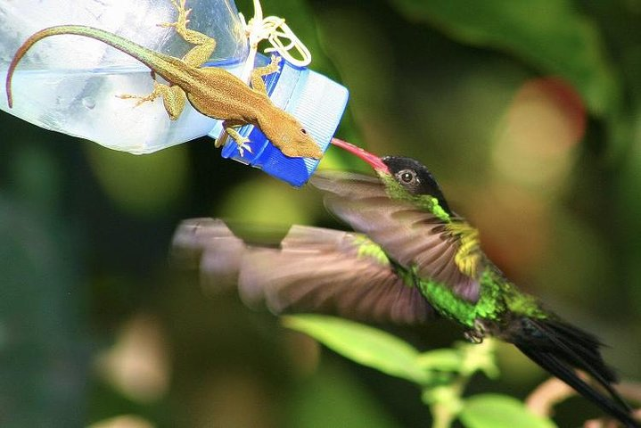 Rockland Bird Sanctuary and Hip-Strip Shopping - Photo 1 of 12