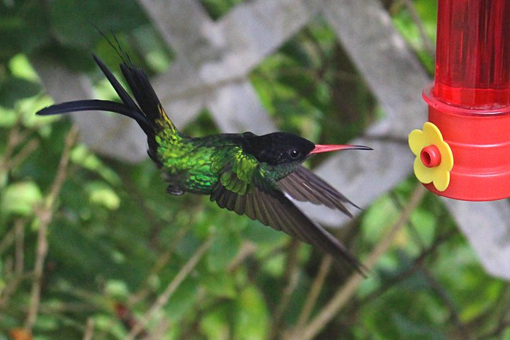 hummingbird at Ahhh