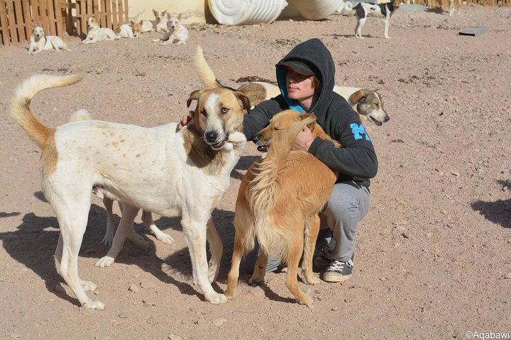 Aqaba Dog Shelter Conservation Experience - Photo 1 of 9