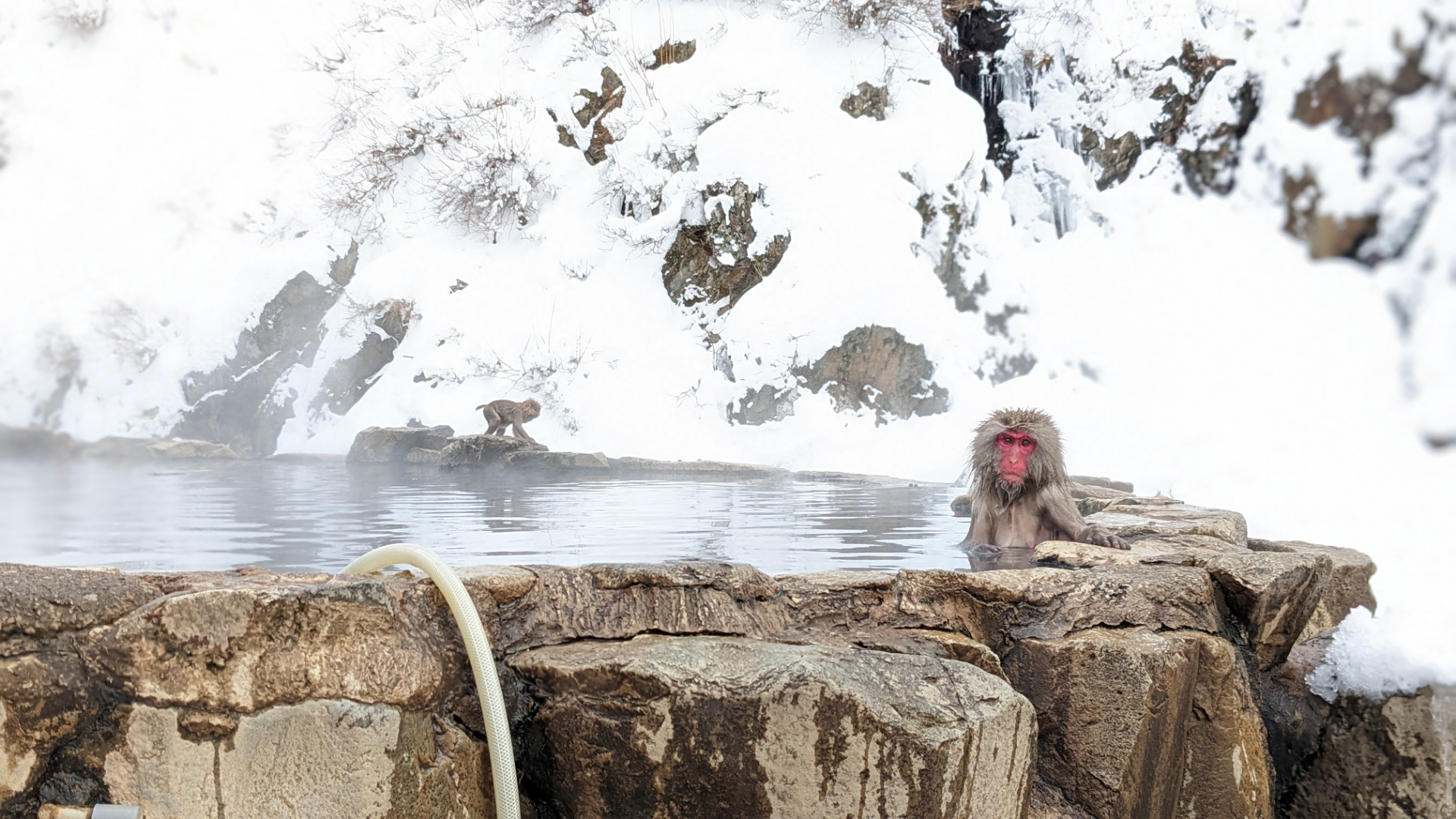 1 Day Snow Monkey Bus Tour from Tokyo with Beef Sukiyaki Lunch - Photo 1 of 9