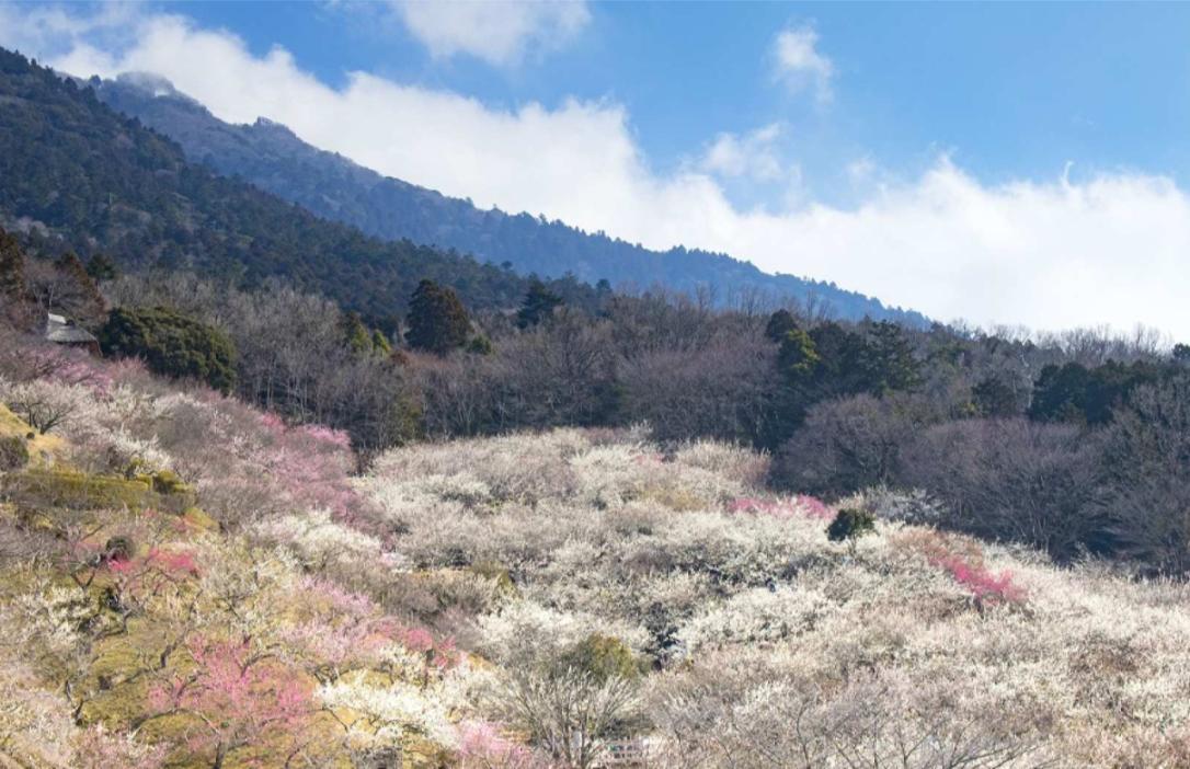 2D1N Ibaraki Attractions Bus Tour from Shinjuku: Mount Tsukuba, Ibaraki Flower Park, Kairakuen, Fukuroda Falls, Nakaminato Fish Market, Hitachi Seaside Park + Stay in Mito - Photo 1 of 6